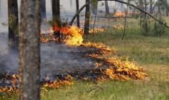 Основною причиною загорянь лісу є сільськогосподарські випали та обстріли, - ЛОУЛМГ