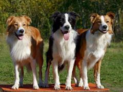 11 червня відбудеться Шоста Сертифікована виставка собак усіх порід «Кубок Сєвєродонецька-2016»