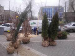 В Сквере Гоголя садили семейные деревья