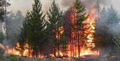  Лісова пожежа в Станично-Луганському районі