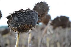 Хмельнитчина присоединилась к использованию аграрных расписок