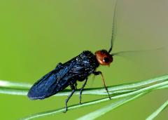 В лес еще ходить нельзя