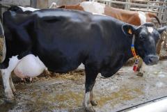 Потекут ли молочные реки в цивилизованном русле?