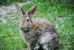 Кролики – это не только ценный мех