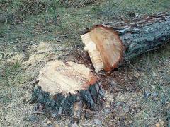 На Луганщині посадовцю лісгоспу повідомлено про підозру за завдану державі шкоду у понад 5,3 мільйони гривень