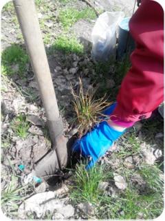 Майбутнє лісу у твоїх руках