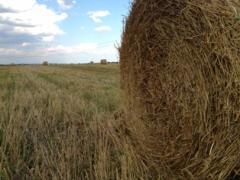 Минимальный срок аренды земли: панацея, справедливость? 