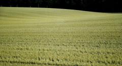 Земельная реформа: как не противопоставить арендатора арендодателю?