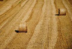 Земельный мораторий можно отменять поэтапно, – Павел Кулинич