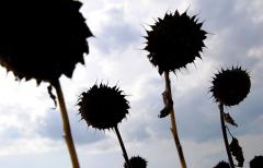 Аграрные расписки получили поддержку со стороны международных доноров