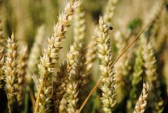 В украинском АПК формируется общественное лобби