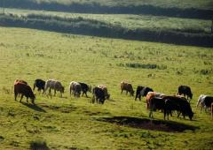 Молочная кооперация: быть или нет?